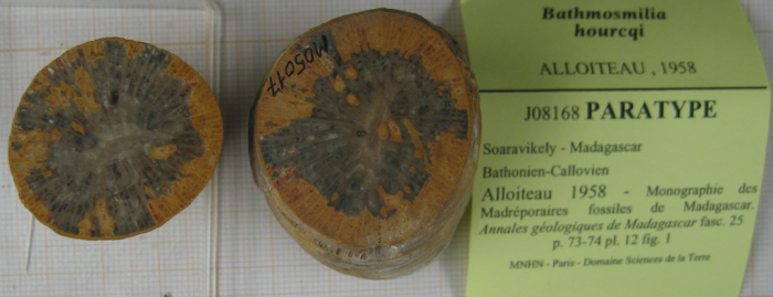 Paratype of the type species of Bathmosmilia Paratype of the type species of Bathmosmilia