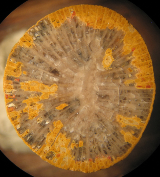Paratype of the type species of Bathmosmilia Paratype of the type species of Bathmosmilia