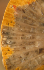 Paratype of the type species of Bathmosmilia