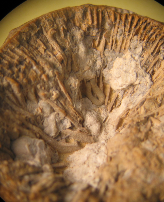 Paratype of the type species of Bathmosmilia Paratype of the type species of Bathmosmilia