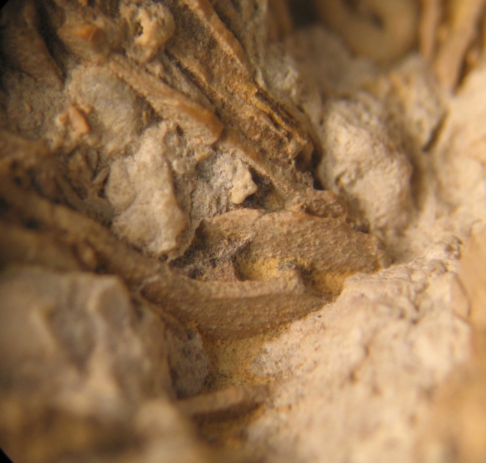Paratype of the type species of Bathmosmilia Paratype of the type species of Bathmosmilia