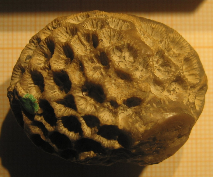 Syntype of Cyathophora slatteri, type species of the genus Syntype of Cyathophora slatteri, type species of the genus