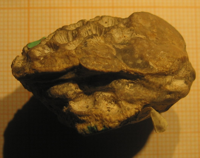 Syntype of Cyathophora slatteri, type species of the genus Syntype of Cyathophora slatteri, type species of the genus