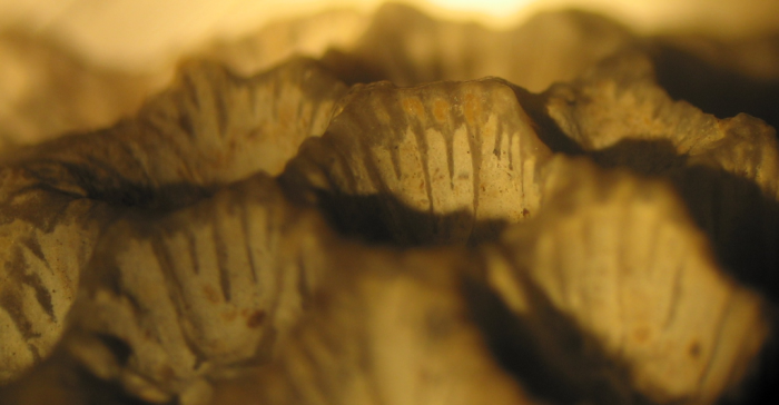Syntype of Cyathophora slatteri, type species of the genus Syntype of Cyathophora slatteri, type species of the genus