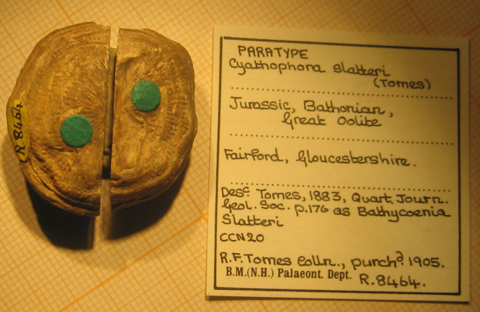 Syntype of Cyathophora slatteri, type species of the genus Syntype of Cyathophora slatteri, type species of the genus