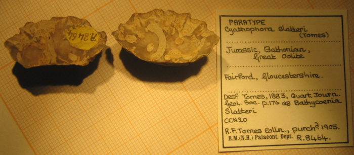 Syntype of Cyathophora slatteri, type species of the genus Syntype of Cyathophora slatteri, type species of the genus