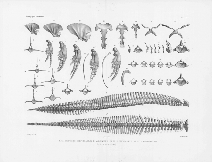 Van Beneden & Gervais (1880, pl. 40)