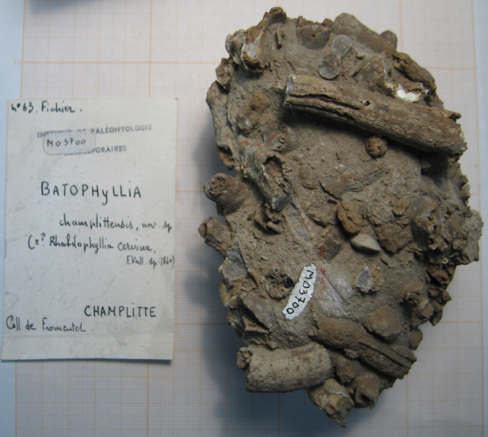 Holotype of Batophyllia champlittensis type species of the genus