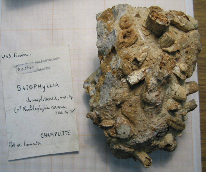 Holotype of Batophyllia champlittensis type species of the genus