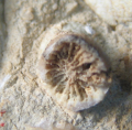 Anthozoa