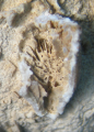 Anthozoa