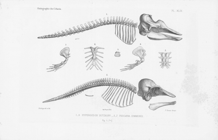 Van Beneden & Gervais (1880, pl. 43) Van Beneden & Gervais (1880, pl. 43)