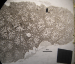 Holotype of Bussonastraea tricalyx, type species of the genus