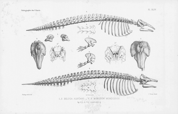 Van Beneden & Gervais (1880, pl. 44) Van Beneden & Gervais (1880, pl. 44)
