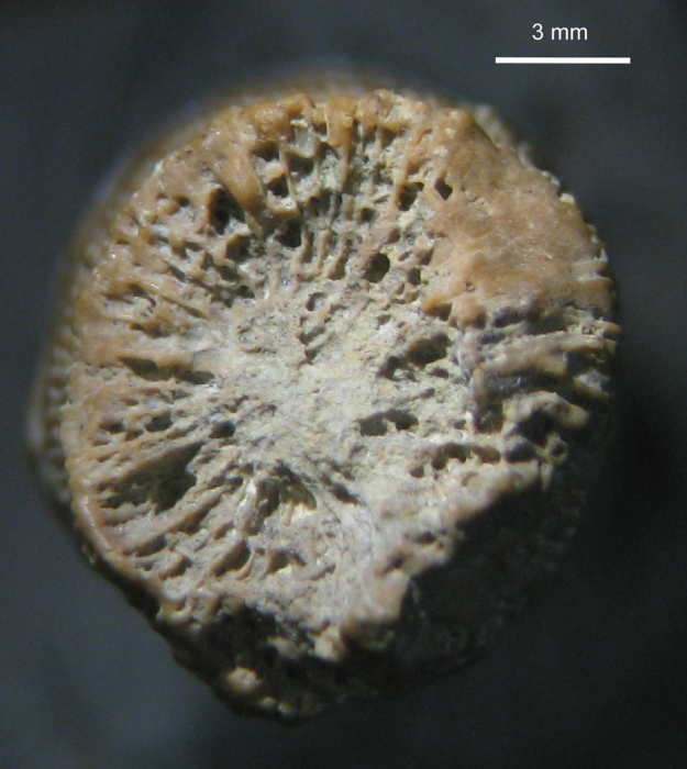 syntype of Calamosmilia typica type species of the genus