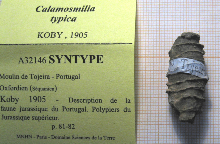 syntype of Calamosmilia typica type species of the genus
