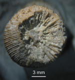 syntype of Calamosmilia typica type species of the genus