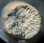 syntype of Calamosmilia typica type species of the genus