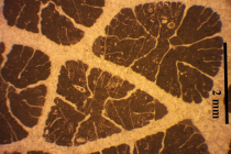 Holotype of Castiglionastrea tenuisepta type species of the genus