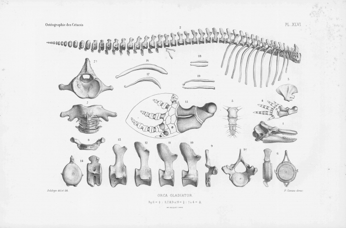 Van Beneden & Gervais (1880, pl. 46) Van Beneden & Gervais (1880, pl. 46)