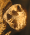Holotype of Ceratocoenia elongata, the type species of the genus