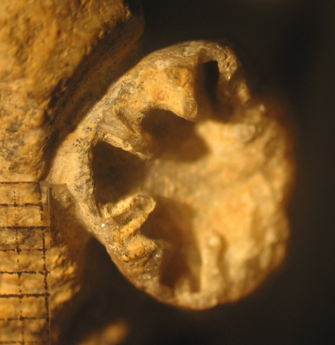 Holotype of Ceratocoenia elongata, the type species of the genus