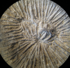 Syntype of Coenotheca zolleriana type species of the genus
