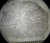 Lectotype of the type species of Columnogyra