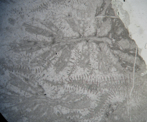 Lectotype of the type species of Columnogyra