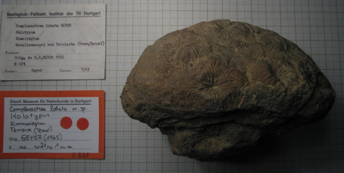 Holotype of the type species of Complexastraeopsis