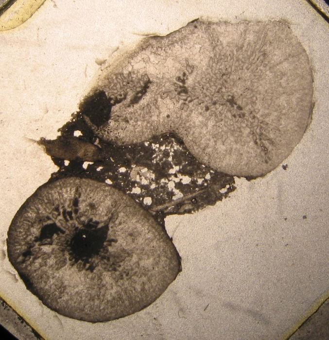 Paralectotype of the type species of Calamoseris Paralectotype of the type species of Calamoseris