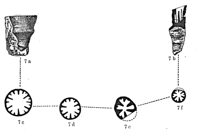 Original figures of Mesophyllum schlosseri