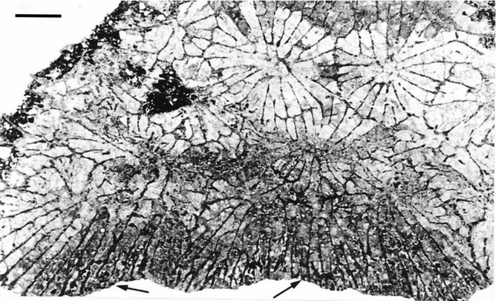 holotype of Mapucheastrea andina Morsch