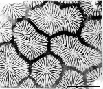 holotype of Garateastrea bardanegrensis Morsch