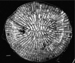 holotype of Neuquinosmilia lospozonensis Morsch