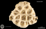holotype of Acanthastrea spinosa Milne Edwards & Haime