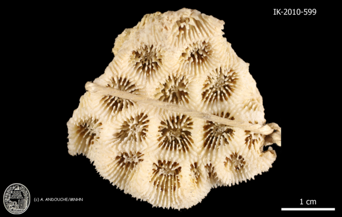 holotype of Acanthastrea spinosa Milne Edwards & Haime holotype of Acanthastrea spinosa Milne Edwards & Haime