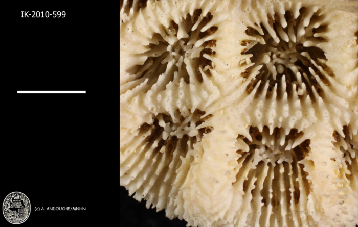 holotype of Acanthastrea spinosa Milne Edwards & Haime holotype of Acanthastrea spinosa Milne Edwards & Haime