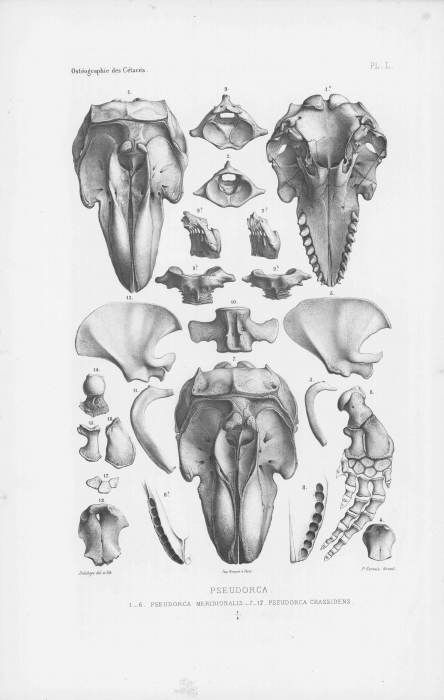 Van Beneden & Gervais (1880, pl. 50) Van Beneden & Gervais (1880, pl. 50)