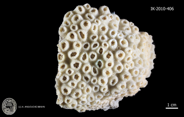 holotype of Astrea forskaliana Milne Edwards & Haime holotype of Astrea forskaliana Milne Edwards & Haime