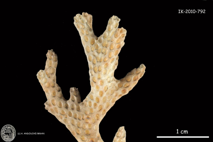 holotype of Pocillopora acuta Lamarck holotype of Pocillopora acuta Lamarck