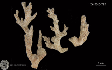 holotype of Pocillopora acuta Lamarck
