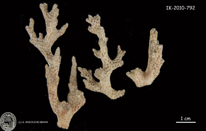 holotype of Pocillopora acuta Lamarck holotype of Pocillopora acuta Lamarck