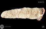 holotype of Scapophyllia cylindrica Milne Edwards & Haime