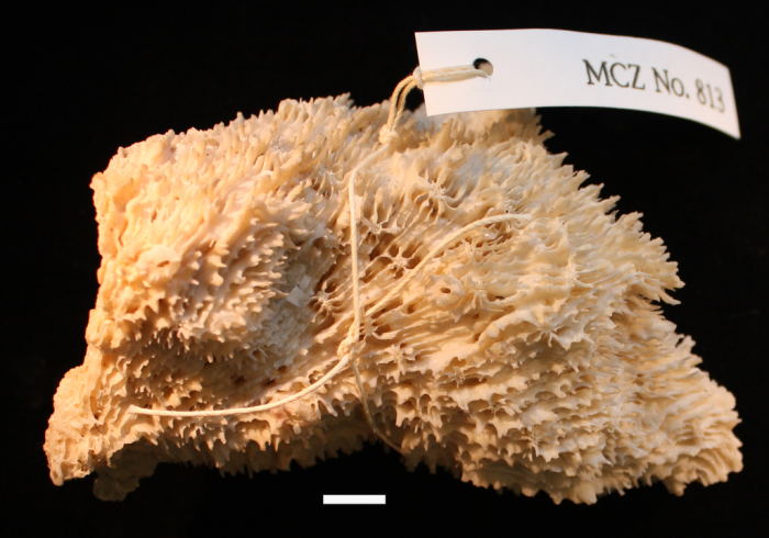 holotype of Trachypora lacera Verrill holotype of Trachypora lacera Verrill