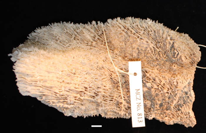 holotype of Trachypora lacera Verrill holotype of Trachypora lacera Verrill