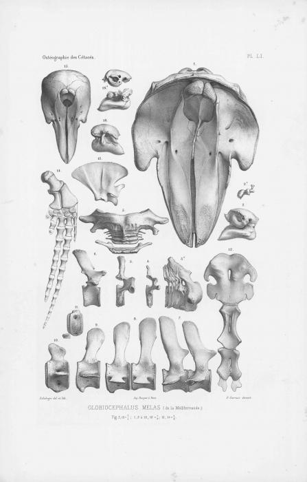 Van Beneden & Gervais (1880, pl. 51) Van Beneden & Gervais (1880, pl. 51)