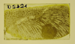 holotype of Atopocoenia kugerli Wells
