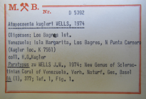 paratype of Atopocoenia kugerli Wells