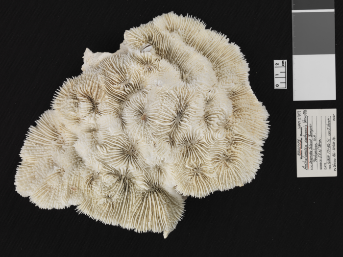 holotype of Australomussa rowleyensis Veron holotype of Australomussa rowleyensis Veron